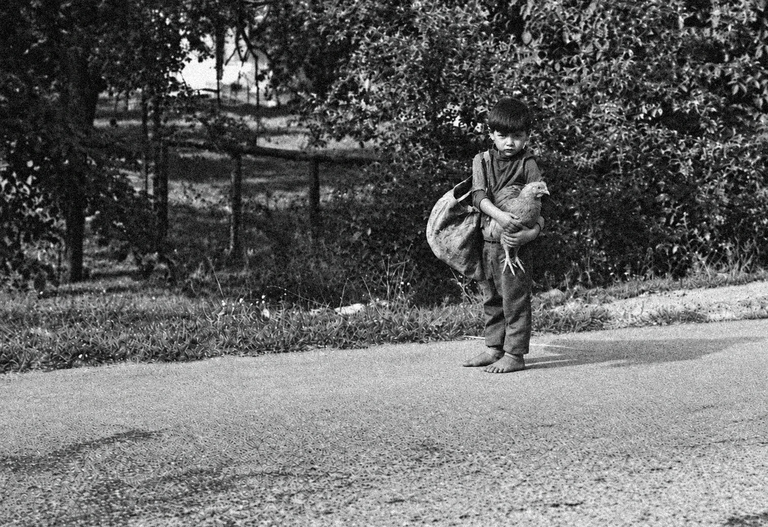 Gyerek tyúkkal